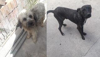 Buscan a los dueños de dos animales encontrados en Ruta 9