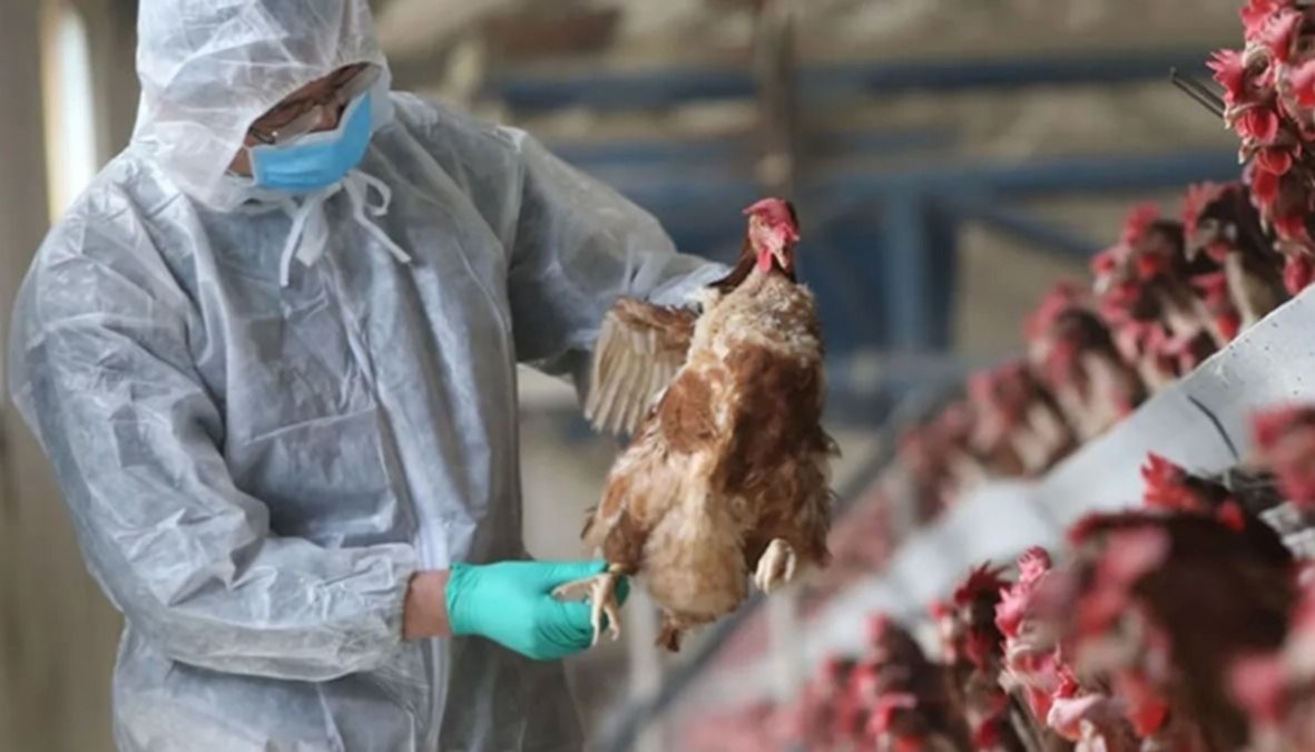 Nuevos casos de gripe aviar