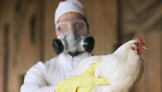 Crece la alarma por la gripe aviar: Chile confirmó el primer caso en un humano