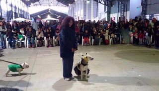 Festejos por el Día del animal