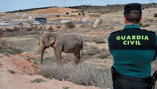 VIDEO: Camión de circo volcó y murió un elefante