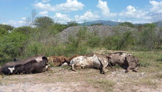 Arrojan 20 vacas muertas para que se pudran a la vera del río