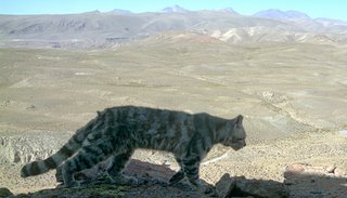 Encuentran un ejemplar de gato andino en Los Cardones