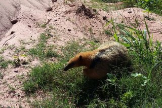 Un oso melero deambulaba en la zona urbana, lo rescataron y liberaron en su hábitat natural