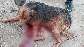 VIDEO: feroz ataque de un pitbull a otro perro en Jujuy