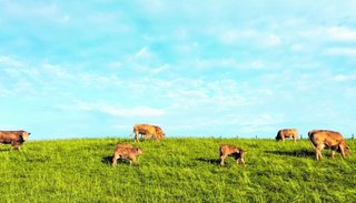 Cómo mitigar el estrés térmico con la alimentación
