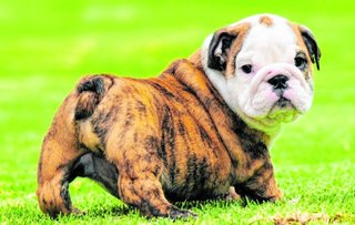 La “interesante fealdad” del bulldog