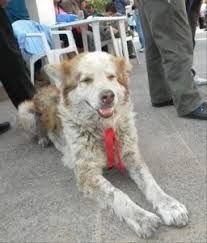 Murió Fatiga, a los 20 años de edad: el perrito peregrino se convirtió en una verdadera leyenda