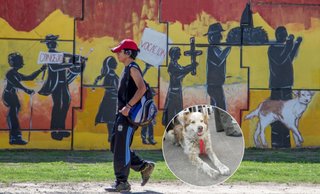 A los 20 años murió Fatiga, el perrito peregrino del Milagro