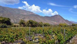 Productores vitivinícolas buscan impulsar sus vinos de extrema altura