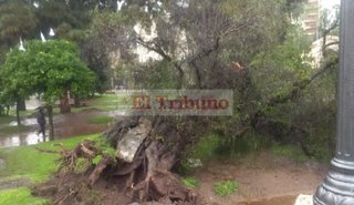 El viejo molle de plaza Belgrano cayó por las incesantes lluvias