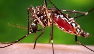 Ascienden a 81 los casos de dengue en Jujuy