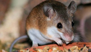 Se registraron 11 casos de hantavirus en la provincia