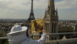Unas 150.000 abejas, víctimas del incendio de Notre Dame