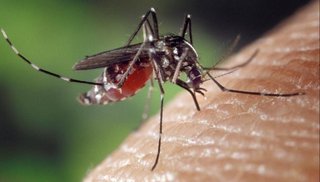Nación emitió alerta por dengue: Salta es la provincia con más localidades con transmisión del virus