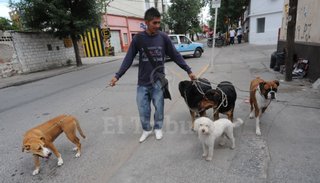 Crearán un registro de los "paseadores de perros"