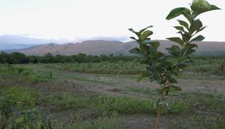 Inició cosecha de limones