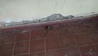 Invasión de ratas en Jardín de infantes