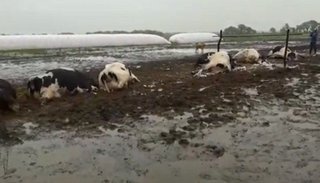 Video: un rayo mató 21 vacas en Santa Fe