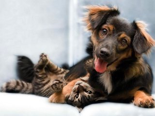 Por qué se celebra hoy el Día del Animal