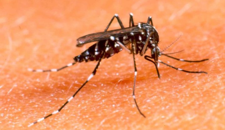 En la provincia hay 480 casos confirmados de dengue