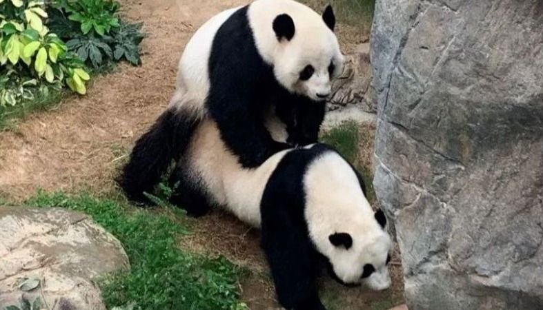 Pareja de osos pandas se aparean por primera vez tras diez años