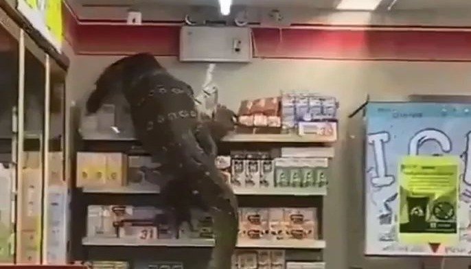 Un enorme lagarto aterrorizó a los clientes de un supermercado