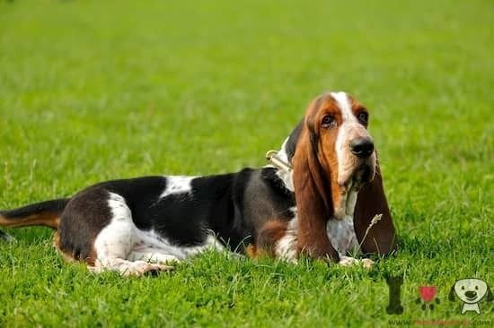 existen diferentes tipos de basset hound