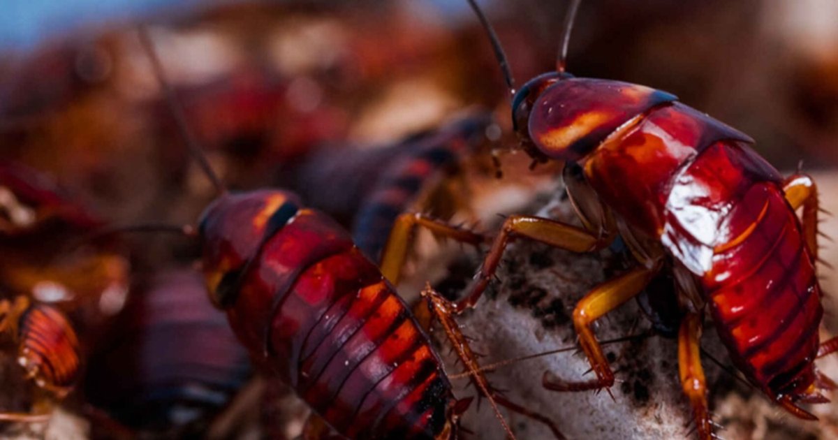 ¿cuál Es La Función De Las Cucarachas En El Mundo