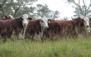 Tras la sequía, hay buenas señales para la recuperación