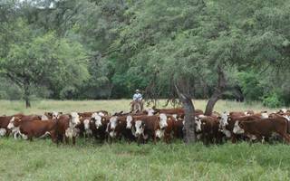 El mundo come cada vez más carne