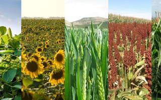 Productores argentinos obtienen un 6 sobre 10 en sustentabilidad