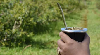 Está bien arrojar la yerba mate sobre las plantas?