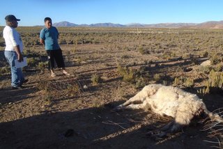 Mortandad de animales