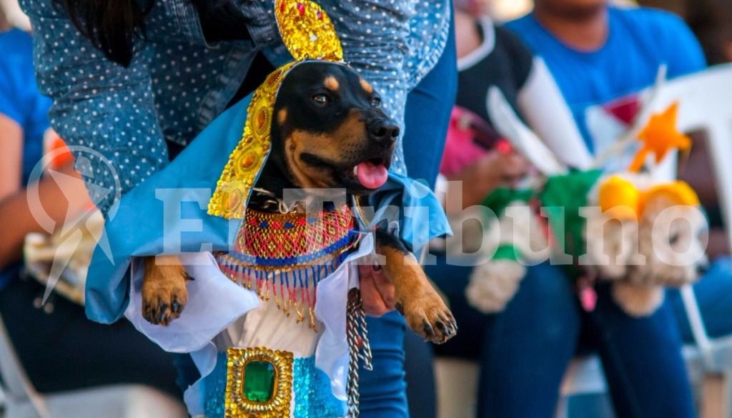 El desfile de mascotas. Fotos: Pablo Yapura El desfile de mascotas. Fotos: Pablo Yapura