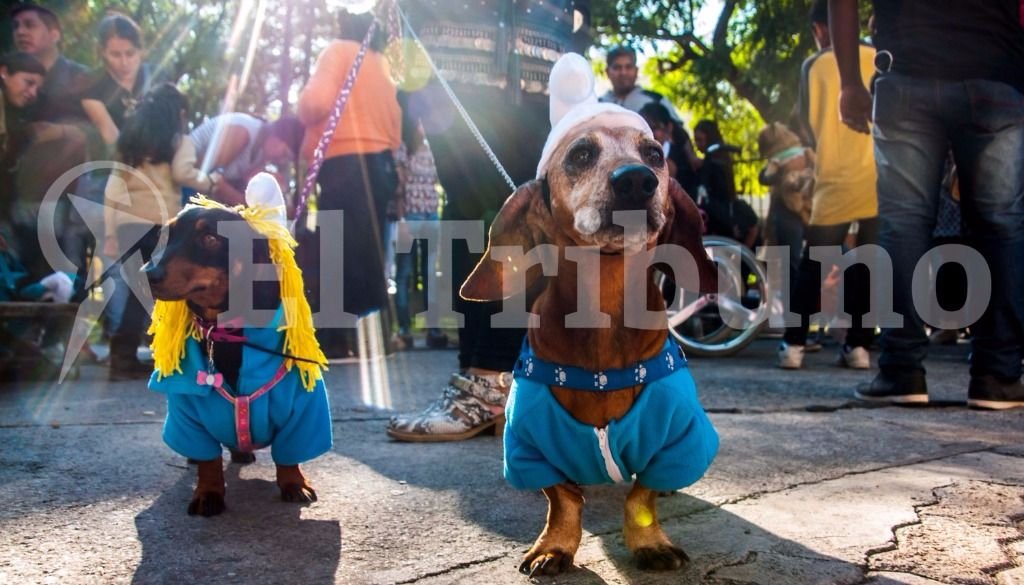 El desfile de mascotas. Fotos: Pablo Yapura El desfile de mascotas. Fotos: Pablo Yapura