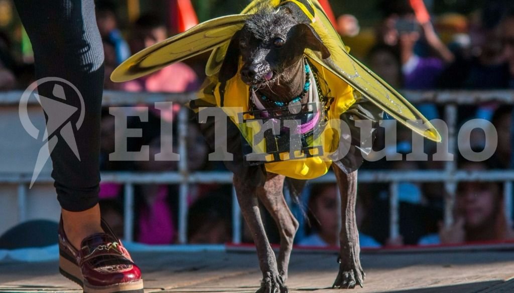 El desfile de mascotas. Fotos: Pablo Yapura El desfile de mascotas. Fotos: Pablo Yapura
