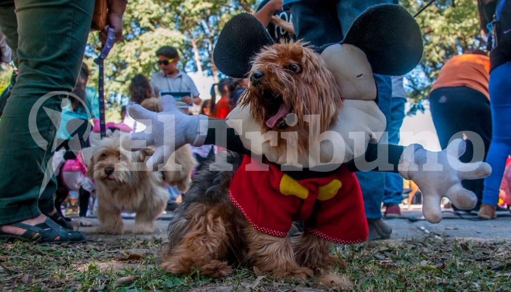El desfile de mascotas. Fotos: Pablo Yapura El desfile de mascotas. Fotos: Pablo Yapura