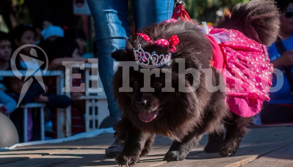 El desfile de mascotas. Fotos: Pablo Yapura El desfile de mascotas. Fotos: Pablo Yapura