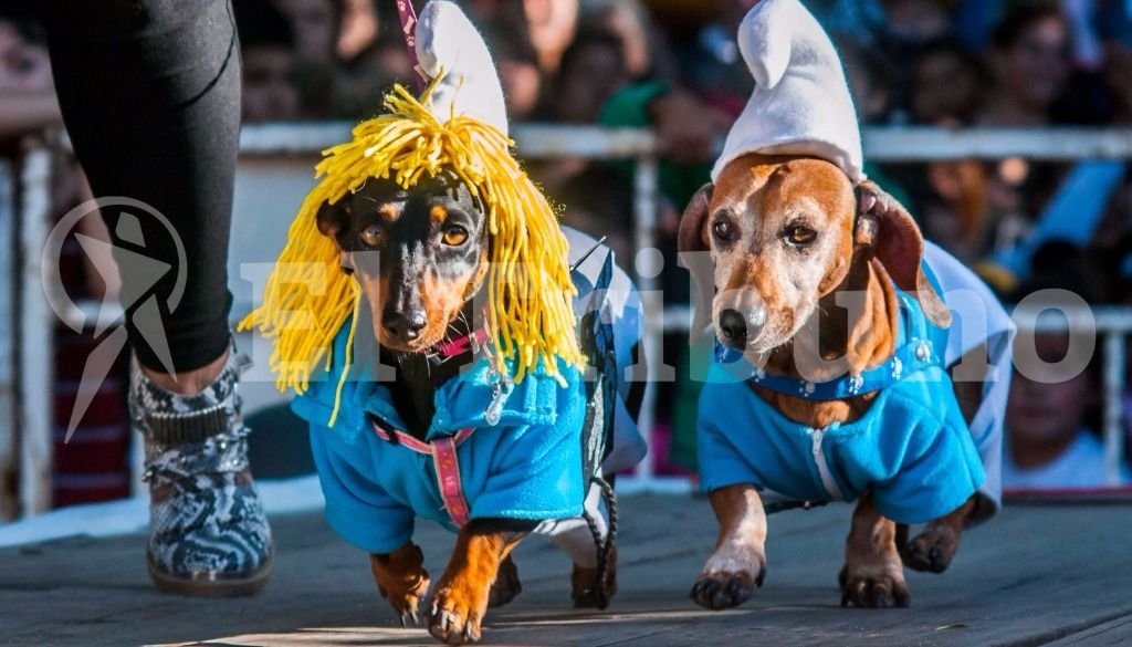 El desfile de mascotas. Fotos: Pablo Yapura El desfile de mascotas. Fotos: Pablo Yapura