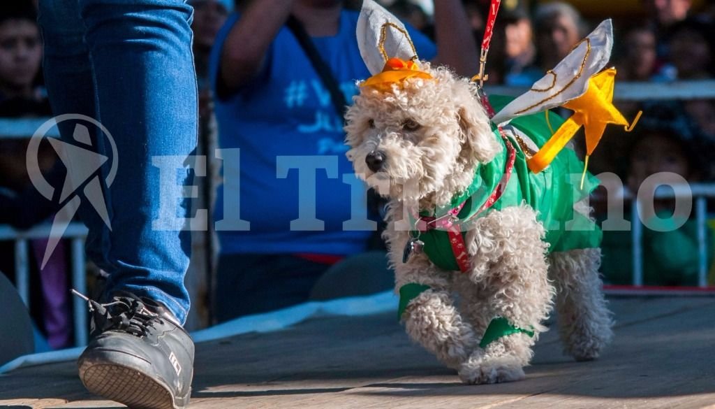 El desfile de mascotas. Fotos: Pablo Yapura El desfile de mascotas. Fotos: Pablo Yapura