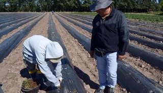Con el apoyo de CAME, Jujuy busca fortalecer la producción de frutillas