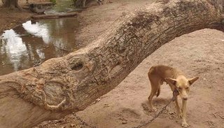 Jóvenes rescatan animales maltratados