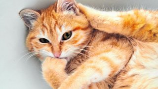 Gusanos cardíacos en el gato