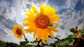 Buena cosecha de girasol