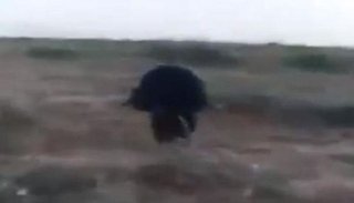 Filmaron a una extraña criatura petisa, peluda y con uñas largas
