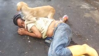 Video: ¡Amigo fiel! Un perro protege a su dueño que se pasó de copas