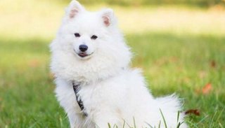 Lo compró creyendo que era un perrito pero no ladraba: resultó ser un zorro