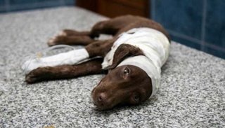 Comienza el juicio por la muerte del perro "chocolate"