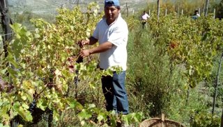 Cerró calendario vitivinícola de pequeños productores